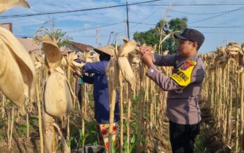 Anggota Polresta Tuban Polsek Bancar Laksanakan Monitoring Panen Jagung di Desa Ngampelrejo