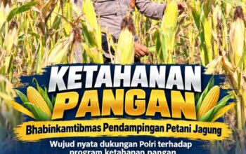 Polsek Soko Polresta Tuban Turun Langsung Cek Tanaman Jagung Warga