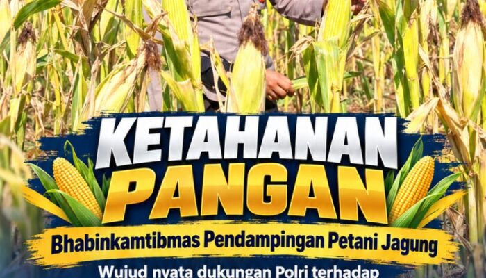 Polsek Soko Polresta Tuban Turun Langsung Cek Tanaman Jagung Warga