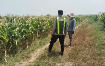 Polri Dukung Astacita, Polsek jenu Polres Tuban Turun Cek Tanaman Jagung Warga di Desa suwalan