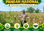 Polsek Plumpang Polresta Tuban Turun Langsung Cek Tanaman Jagung Warga