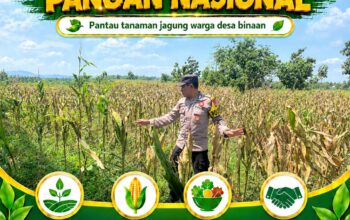 Polsek Plumpang Polresta Tuban Turun Langsung Cek Tanaman Jagung Warga