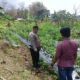 ANGGOTA POLSEK GRABAGAN SAMBANG DESA BINAAN, PANTAU LAHAN JAGUNG DAN MEMASTIKAN SISTEM IRIGASI MASIH LANCAR