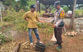 Dukung Ketahanan Pangan Nasional, Bhabinkamtibmas Desa Labangka Sambangi Pekarangan Warga dan Beri Motivasi Petani Cabai