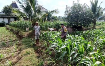 Polsek Grabagan Polresta Tuban Turun Langsung Cek Tanaman Jagung Warga