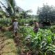 Polsek Grabagan Polresta Tuban Turun Langsung Cek Tanaman Jagung Warga