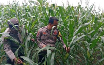 Dukung Astacita Presiden RI, Polsek Kenduruan Polresta Tuban Pantau Perkembangan Tanaman Jagung Milik Petani