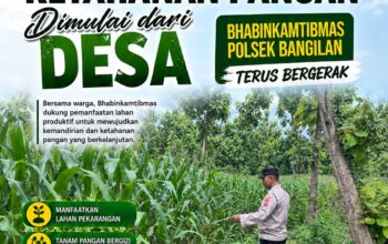 Dukung Program Ketahanan Pangan, Polsek Bangilan Monitoring Pertumbuhan Tanaman Jagung