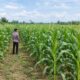 Dukung Ketahanan Pangan Nasional, Polsek Tambakboyo Monitoring Lahan Jagung Warga Binaan