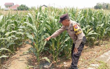 Dukung Astacita, Polsek Jatirogo Cek Langsung Ladang Jagung Warga Desa Bader