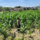 Polri Dukung Astacita, Polsek Grabagan Polresta Tuban Turun Cek Tanaman jagung milik Warga di Desa Grabagan