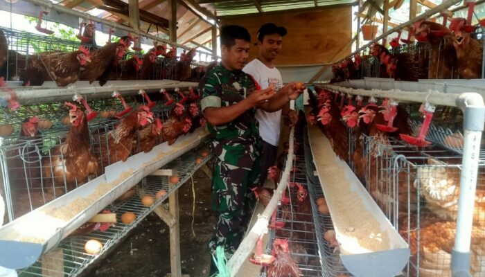 Babinsa Pantau Peternakan Warga, Dukung Ketahanan Pangan Lokal