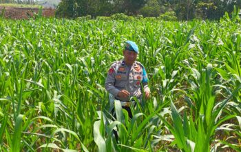 Dukung Astacita Presiden RI, Polmas Polsek Kenduruan Polresta Tuban Cek Perkembangan Tanaman Jagung Milik Petani .