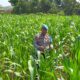 Dukung Astacita Presiden RI, Polmas Polsek Kenduruan Polresta Tuban Cek Perkembangan Tanaman Jagung Milik Petani .