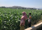 Dukung Program Prioritas Ketahanan Pangan, Bhabinkamtibmas Desa Rhee Sambangi Petani Jagung di Dusun Penyampang