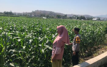 Dukung Program Prioritas Ketahanan Pangan, Bhabinkamtibmas Desa Rhee Sambangi Petani Jagung di Dusun Penyampang