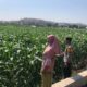 Dukung Program Prioritas Ketahanan Pangan, Bhabinkamtibmas Desa Rhee Sambangi Petani Jagung di Dusun Penyampang