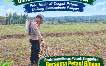 Anggota Polsek Singgahan Polresta Tuban Turun Cek Tanaman jagung Warga di Desa Lajo Lor