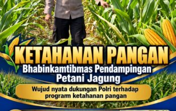 Mendukung Program Ketahanan Pangan, Bhabinkamtibmas Monitoring Pertumbuhan Jagung