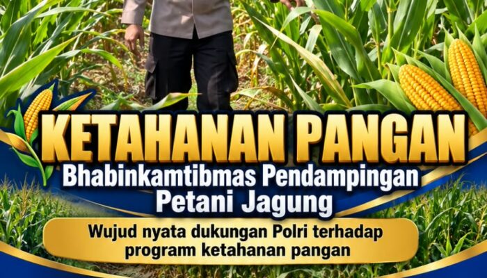 Mendukung Program Ketahanan Pangan, Bhabinkamtibmas Monitoring Pertumbuhan Jagung