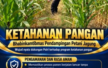 Mendukung Program Ketahanan Pangan, Bhabinkamtibmas Monitoring Pertumbuhan Jagung