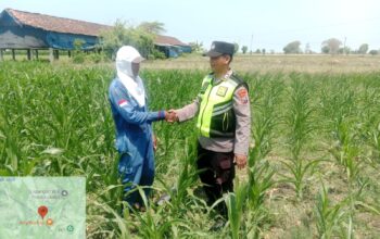 Polri Dukung Astacita, Polsek jenu Polres Tuban Turun Cek Tanaman Jagung Warga di Desa Socorejo