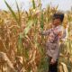 Polisi Polsek jenu Polres Tuban Turun ke Ladang, Dampingi Petani Jagung Dukung Ketahanan Pangan