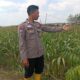 Dukung Astacita Presiden, Kanit Binmas Polsek Kenduruan Polresta Tuban Cek Perkembangan Tanaman Jagung Petani