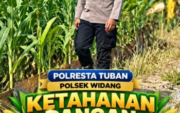Mendukung Program Ketahanan Pangan, Bhabinkamtibmas Monitoring Pertumbuhan Jagung