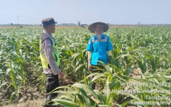 Polisi Polsek jenu Polres Tuban Turun ke Ladang, Dampingi Petani Jagung Dukung Ketahanan Pangan