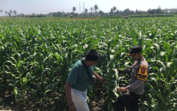 Dukung Program Ketahanan Pangan Nasional, Bhabinkamtibmas Desa Rhee Sambangi Petani Jagung di Dusun Penyampang