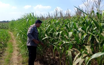 Polsek Parengan Polresta Tuban Pantau Lahan Jagung Warga Desa Pacing Dukung Program Astacita