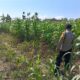Polsek Soko Polresta Tuban Turun Langsung Cek Tanaman Jagung Warga
