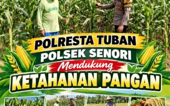 Bhabinkamtibmas Polsek Senori Polresta Tuban Lakukan Pemantauan Tanaman Jagung Warga Desa Wanglukulon Guna Mendukung Program Ketahanan Pangan