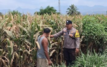 Bhabinkamtibmas Desa Leu pantau perkembangan jagung, dukung ketahanan pangan