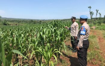 DUKUNG KETAHANAN PANGAN! Polsek Jatirogo Cek Lahan Jagung Warga Desa Demi