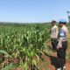 DUKUNG KETAHANAN PANGAN! Polsek Jatirogo Cek Lahan Jagung Warga Desa Demi