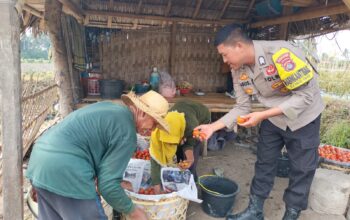 Bhabinkamtibmas Bagik Papan Cek Panen Tomat, Dukung Ketahanan Pangan dan Imbau Warga Cegah Karhutla