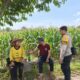 Perkuat Sinergi Dengan Petani, Bhabinkamtibmas Polsek Tambakboyo Gelar Dialogis di Lahan Jagung Binaan