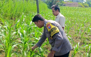 ANGGOTA POLSEK GRABAGAN SAMBANG DESA BINAAN, PANTAU LAHAN JAGUNG DAN MEMASTIKAN SISTEM IRIGASI MASIH LANCAR