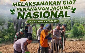 Sinergi TNI-Polri di Bancar, Dampingi Warga Tanam Jagung Demi Dukung Ketahanan Pangan