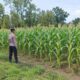 Dukung Ketahanan Pangan Nasional, Bhabinkamtibmas Polsek Tambakboyo Monitoring Lahan Jagung Binaan